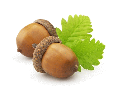 Forstwirtschaftsbetrieb Reber